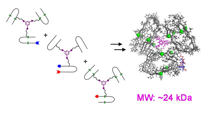 demonstrated a novel approach to study molecular recognition in amyloids